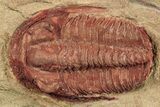 Lonchodomas, Euloma & Asaphellus Trilobites - Fezouata Shale #270538-3